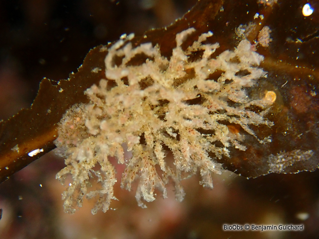 Crisia à joints noirs - Crisia denticulata - Benjamin Guichard - BioObs