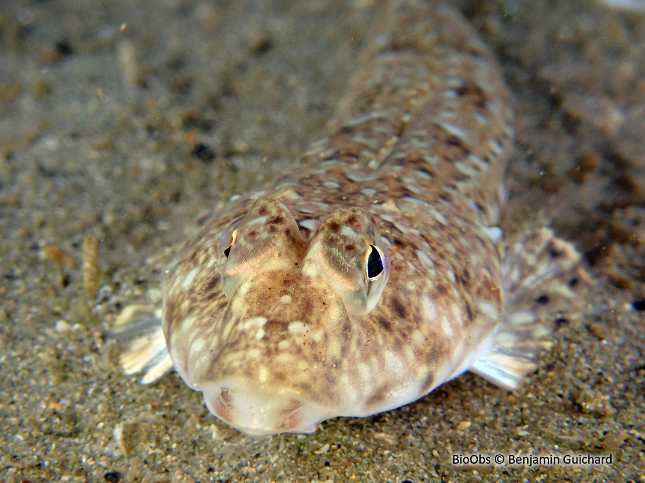 Dragonnet - Callionymus lyra - Benjamin Guichard - BioObs