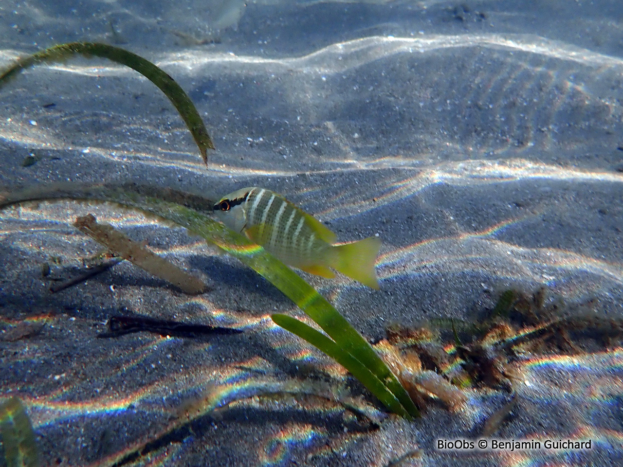 Sarde jaune - Lutjanus apodus - Benjamin Guichard - BioObs
