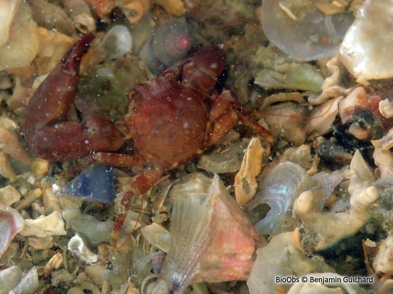 Crabe porcelaine à longues pinces - Pisidia longicornis - Benjamin Guichard - BioObs