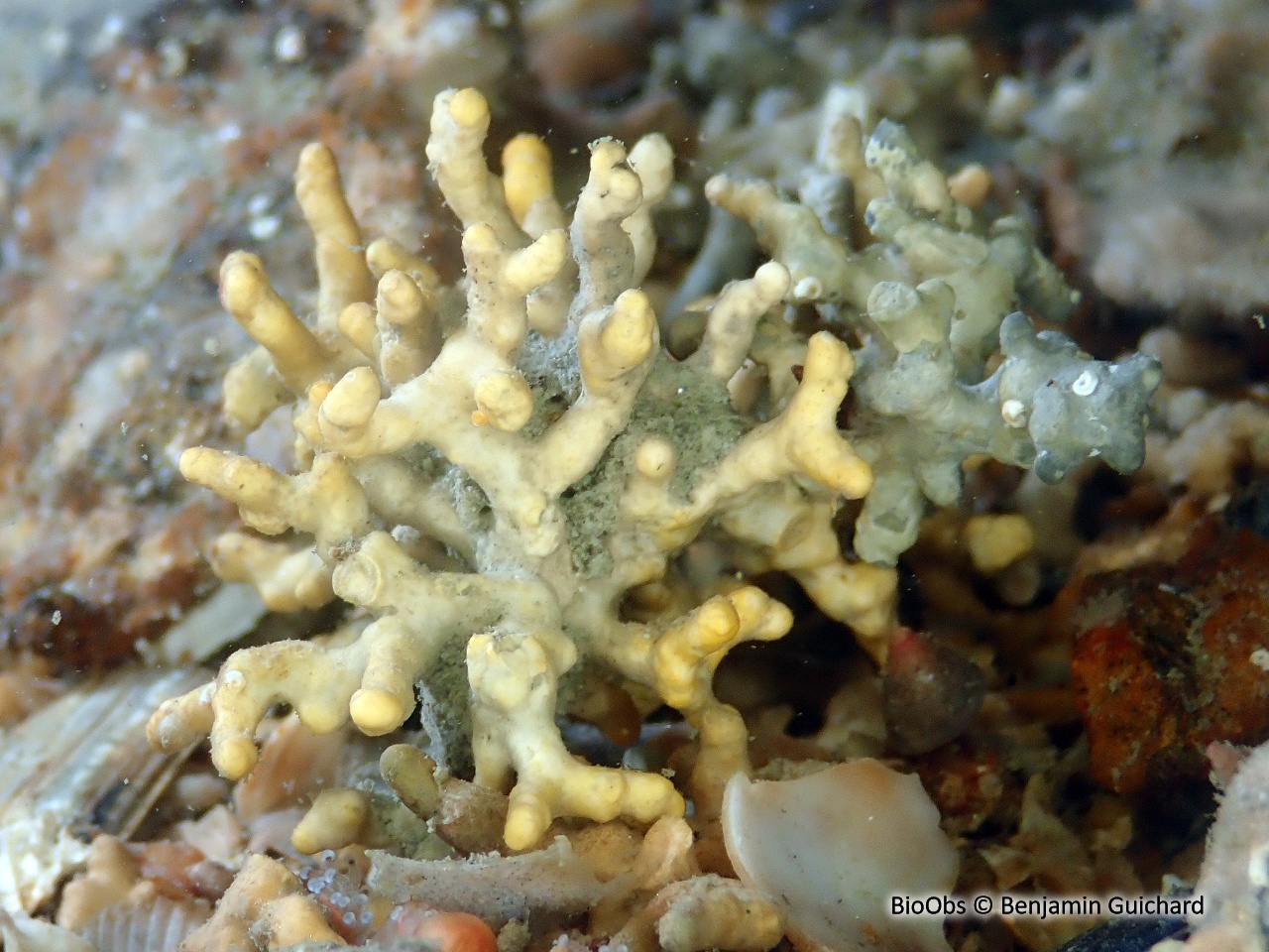 Algue buisson de pierre - Maërl - Lithothamnion corallioides - Benjamin Guichard - BioObs