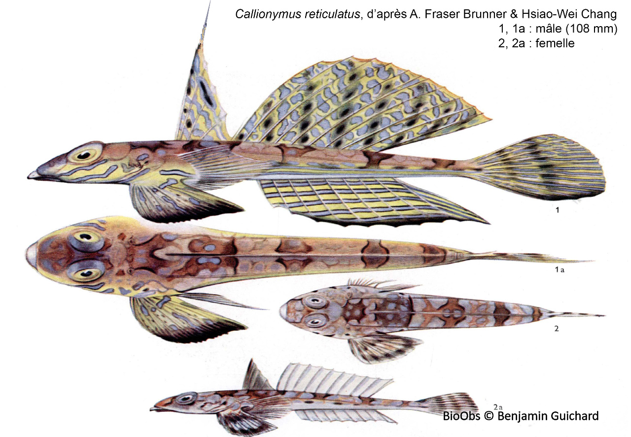 Dragonnet réticulé - Callionymus reticulatus - Benjamin Guichard - BioObs