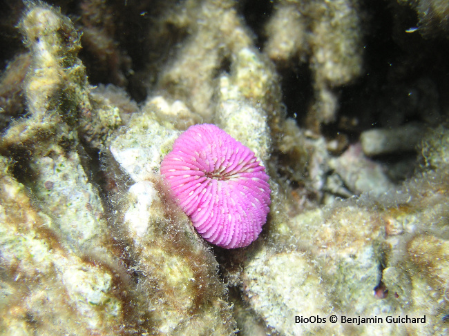 Corail champignon - Fungia fungites - Benjamin Guichard - BioObs