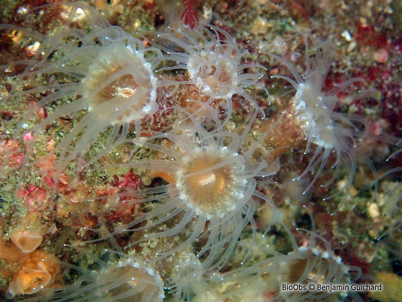 Anémone encroûtante beige - Epizoanthus arenaceus - Benjamin Guichard - BioObs