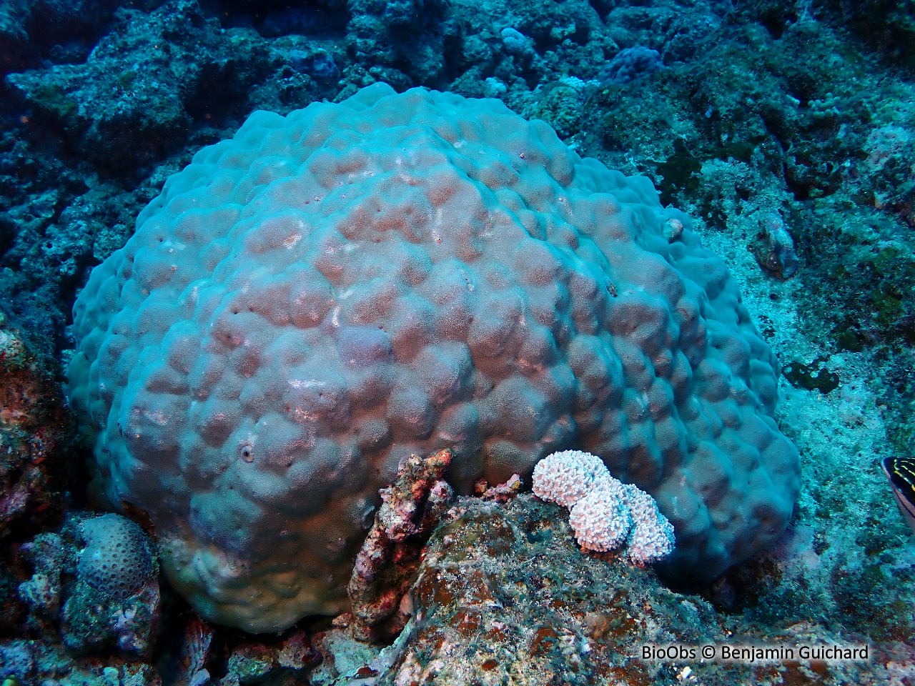 Corail-étoile lisse - Porites lobata - Benjamin Guichard - BioObs
