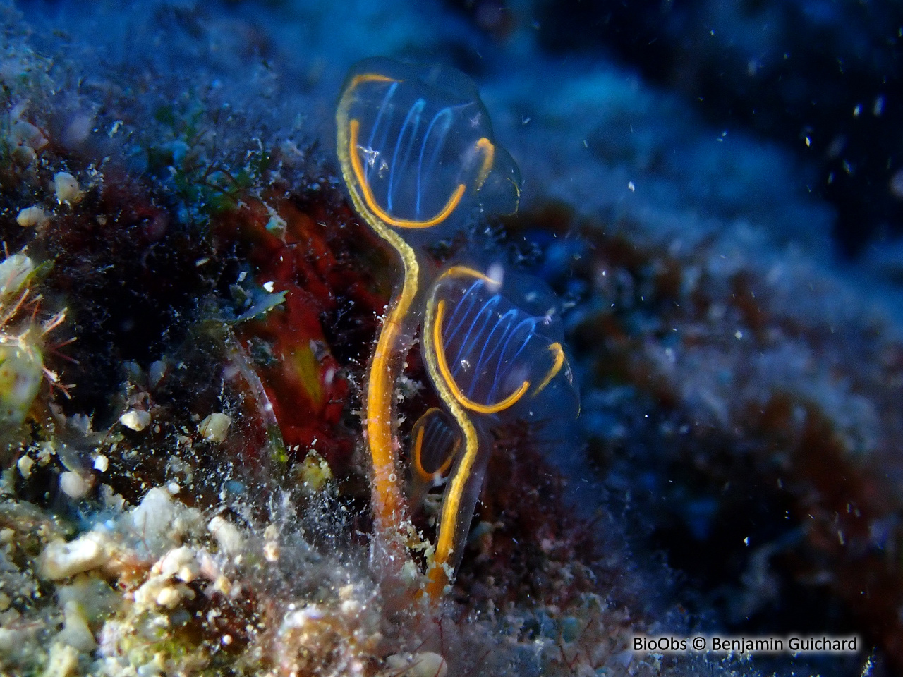 Claveline pédonculée orange - Clavelina detorta - Benjamin Guichard - BioObs