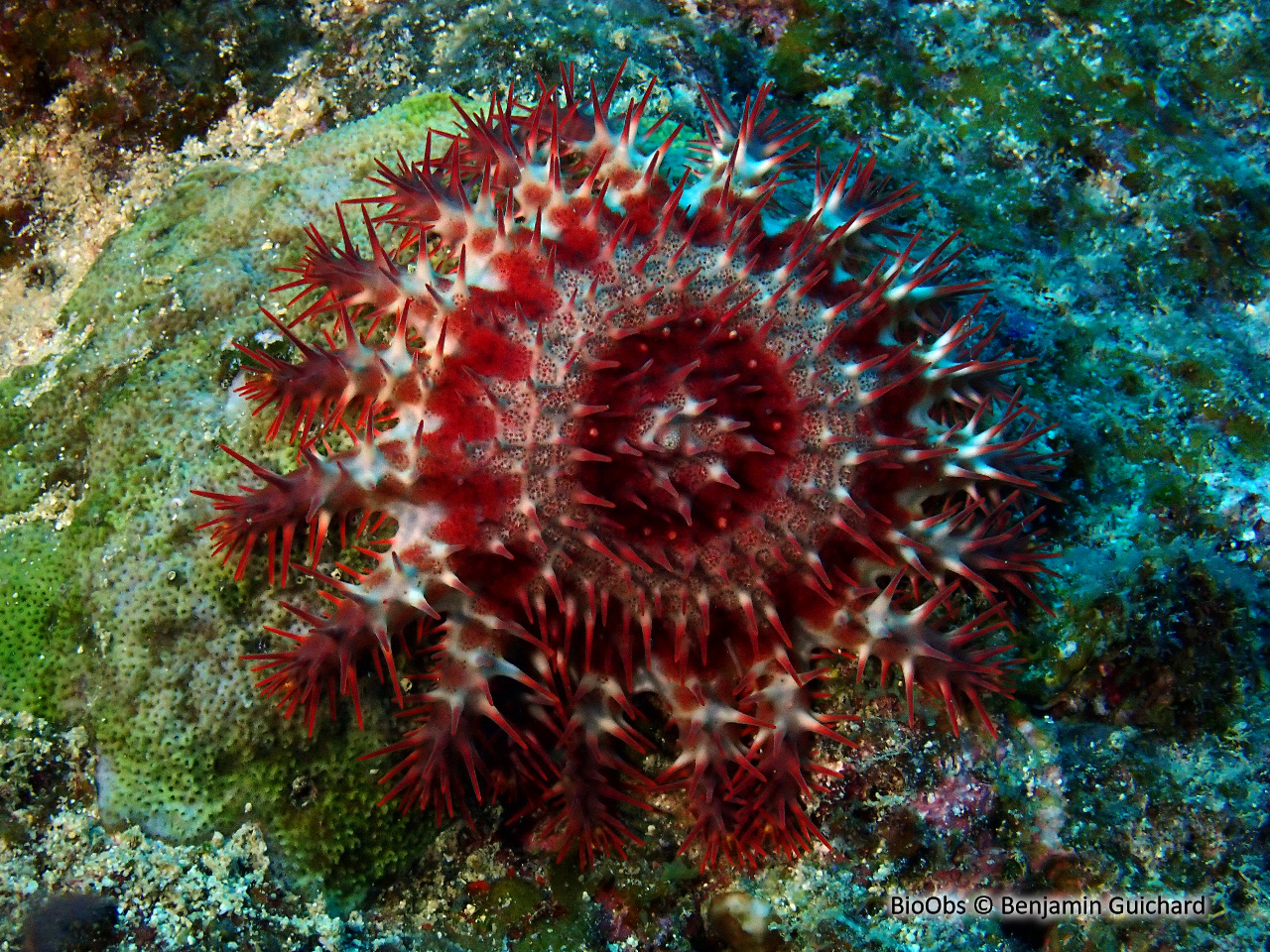 Acanthaster couronne d'épines solaire - Acanthaster solaris - Benjamin Guichard - BioObs