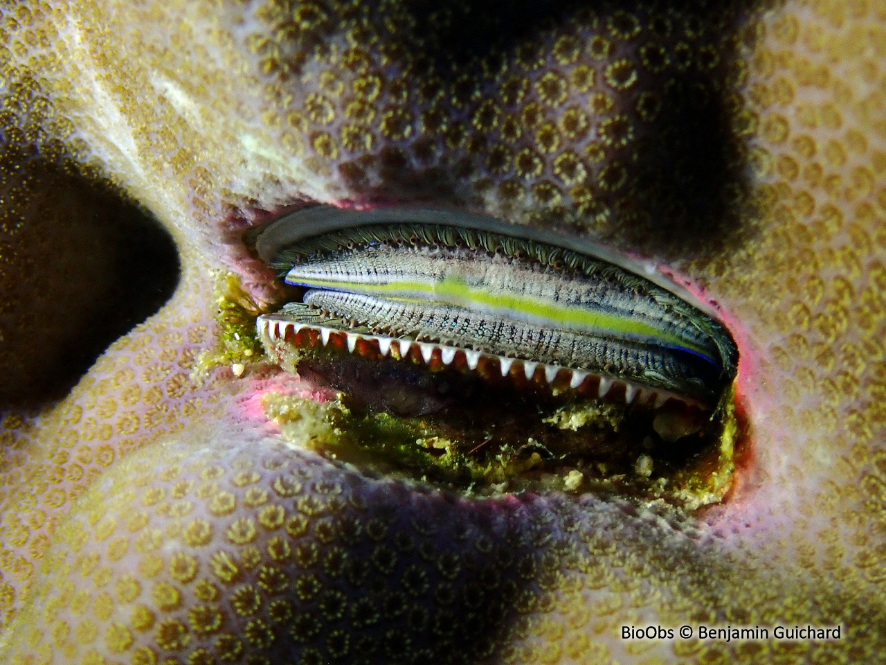 Huître corallicole - Pedum spondyloideum - Benjamin Guichard - BioObs