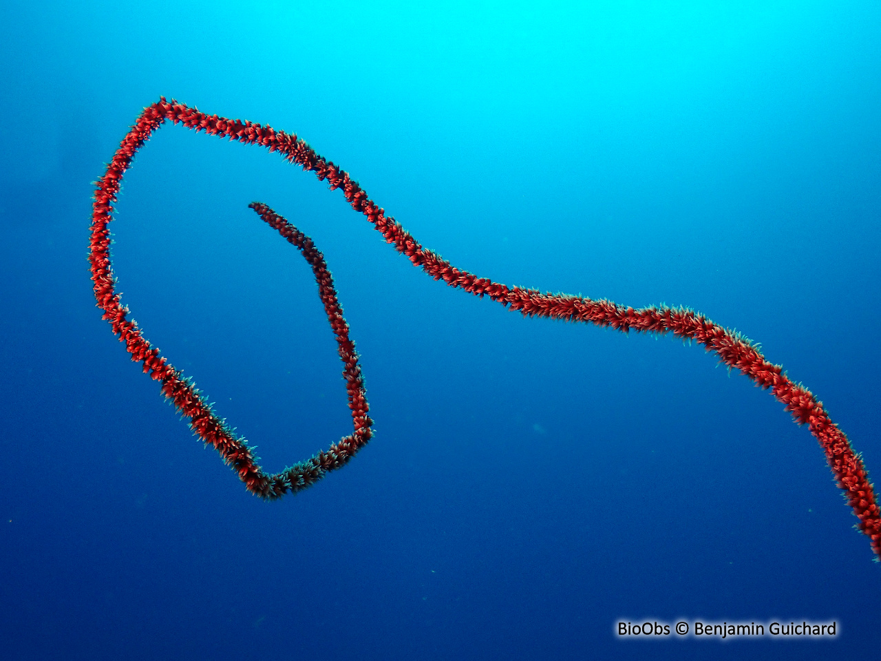 Corail fil-de-fer tordu - Cirrhipathes anguina - Benjamin Guichard - BioObs