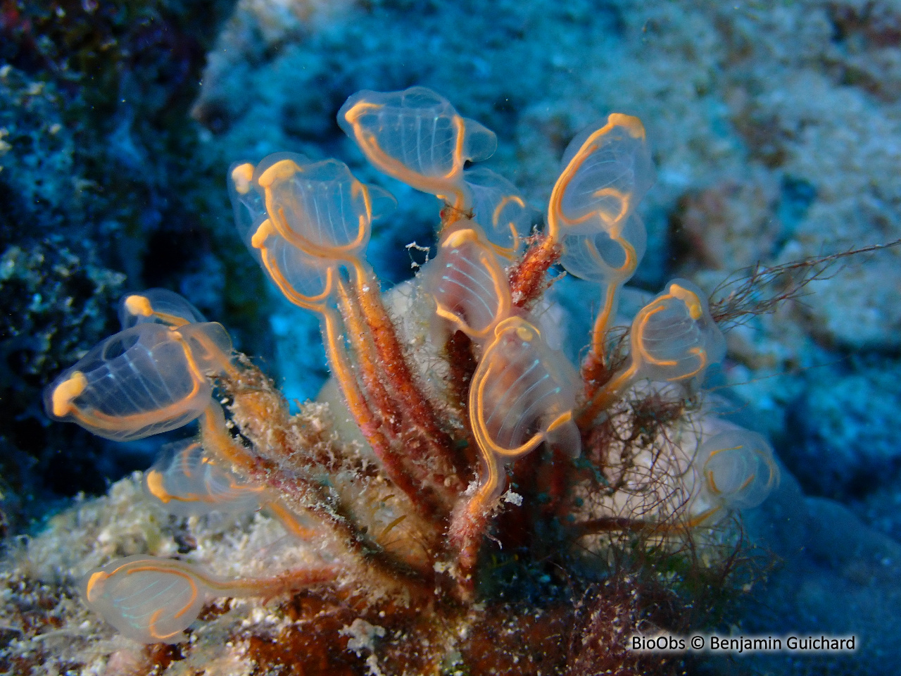 Claveline pédonculée orange - Clavelina detorta - Benjamin Guichard - BioObs