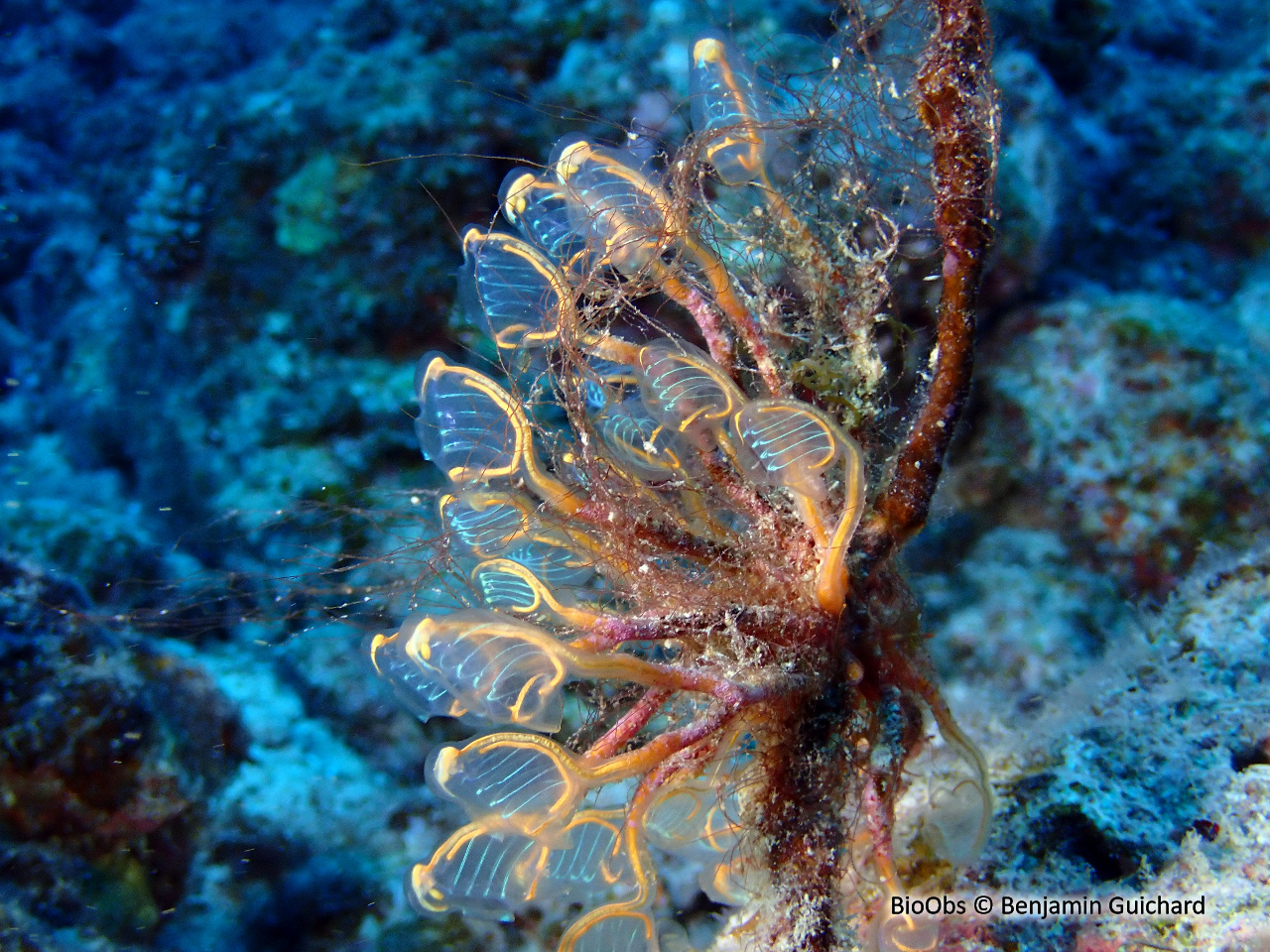 Claveline pédonculée orange - Clavelina detorta - Benjamin Guichard - BioObs