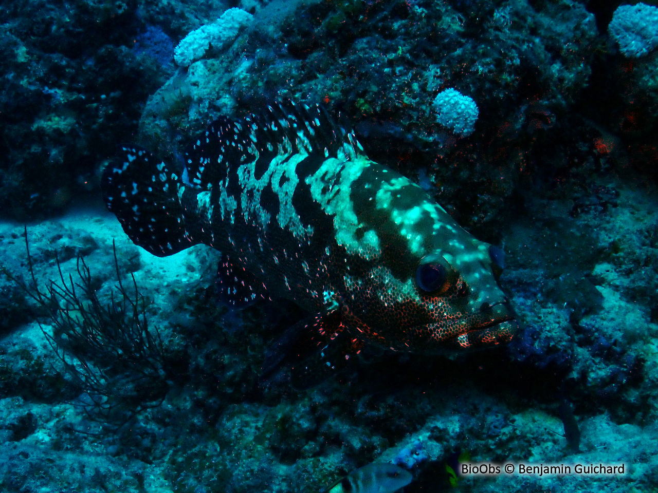 Mérou camouflage - Epinephelus polyphekadion - Benjamin Guichard - BioObs