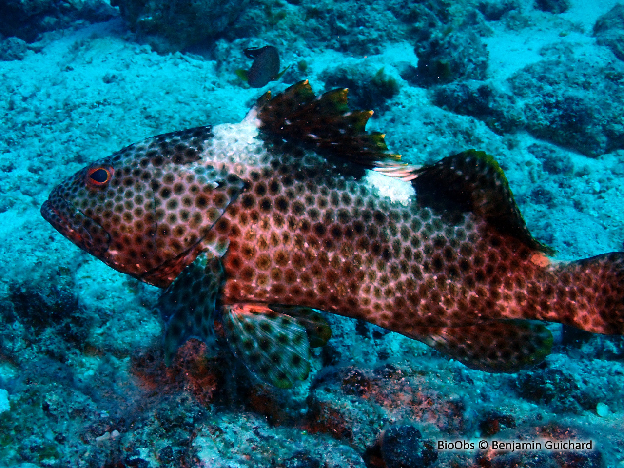 Mérou haute voile - Epinephelus maculatus - Benjamin Guichard - BioObs