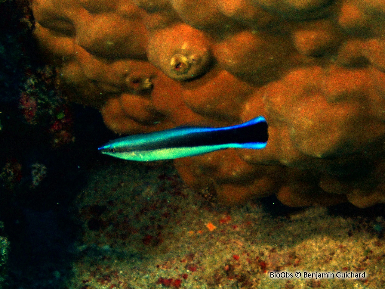 Labre nettoyeur commun - Labroides dimidiatus - Benjamin Guichard - BioObs