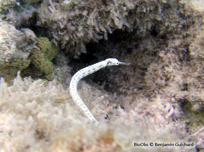 Syngnathe à réseaux - Corythoichthys flavofasciatus /conspicillatus - Benjamin Guichard - BioObs