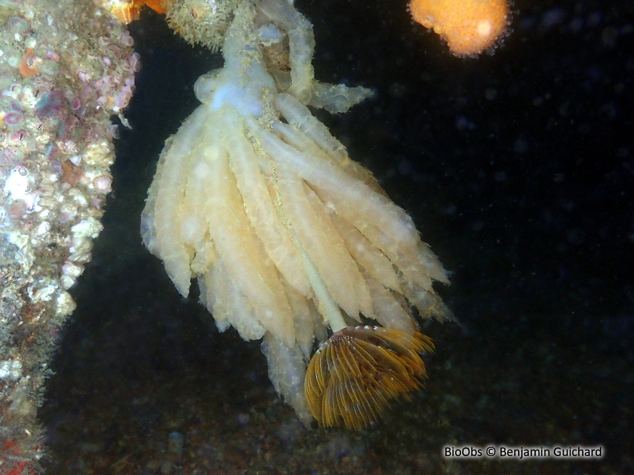 Calmar ponte - Loligo - Benjamin Guichard - BioObs