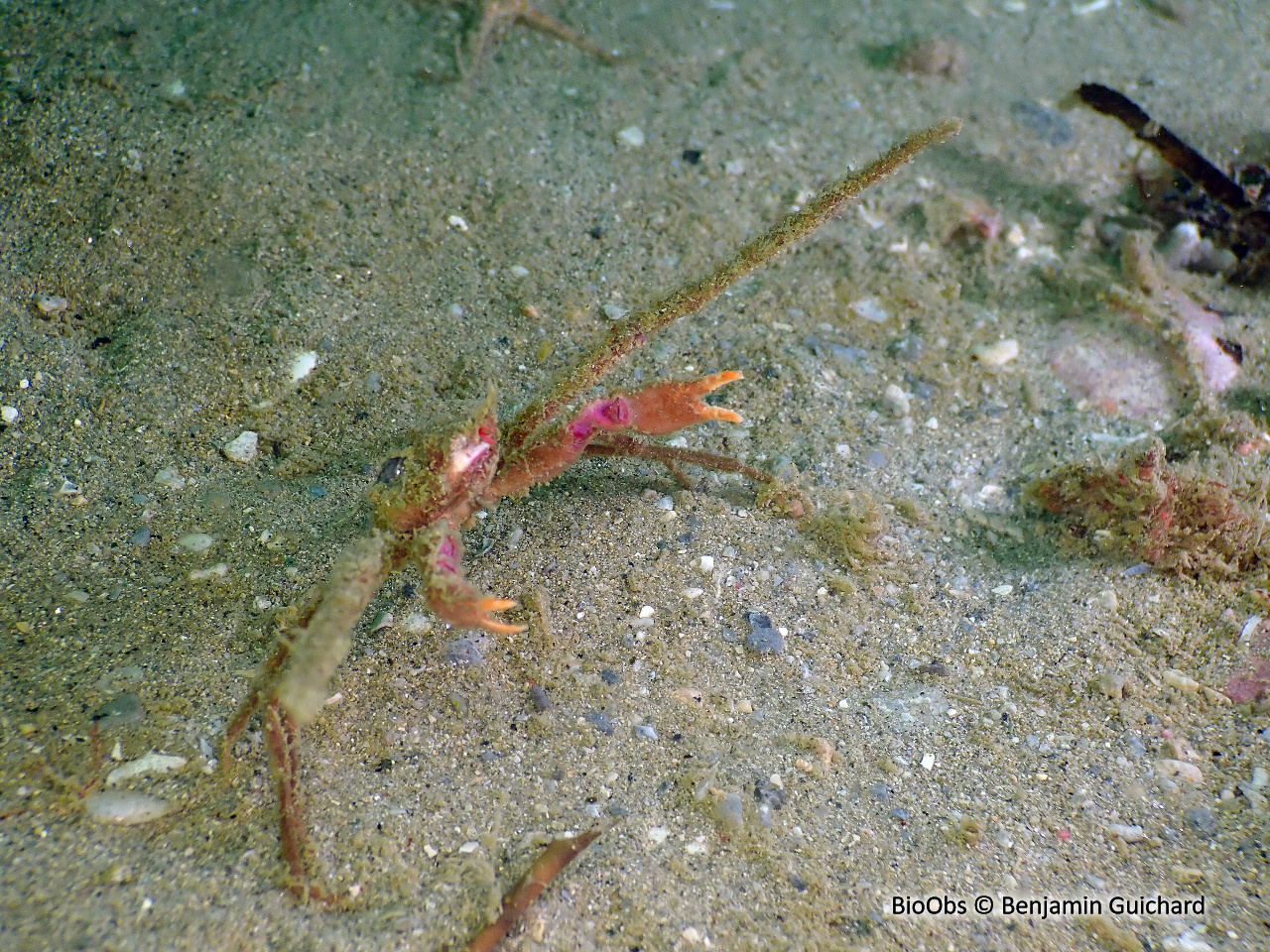 Crabe-araignée scorpion - Inachus dorsettensis - Benjamin Guichard - BioObs