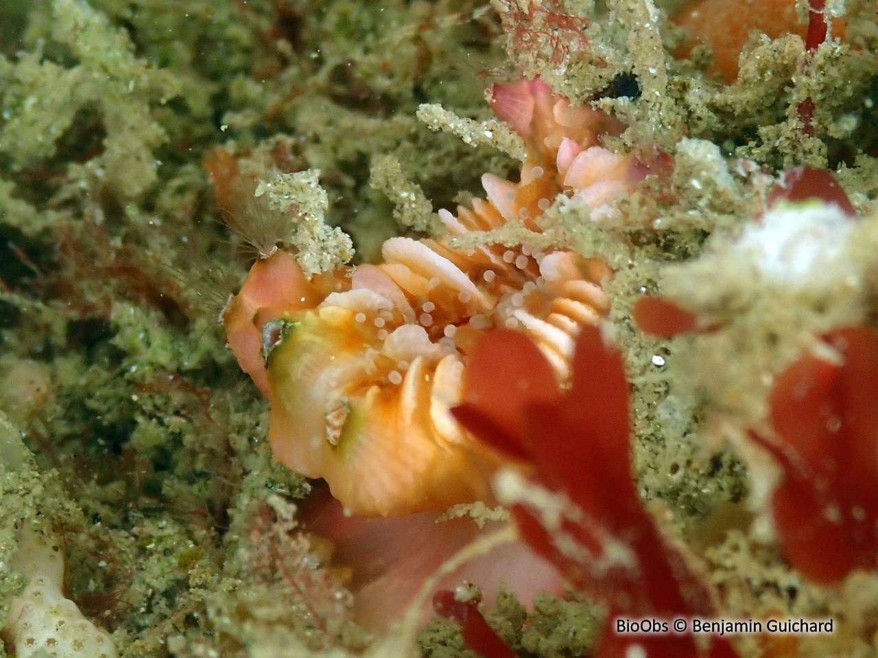 Balane du madrépore oeillet - Adna anglica - Benjamin Guichard - BioObs