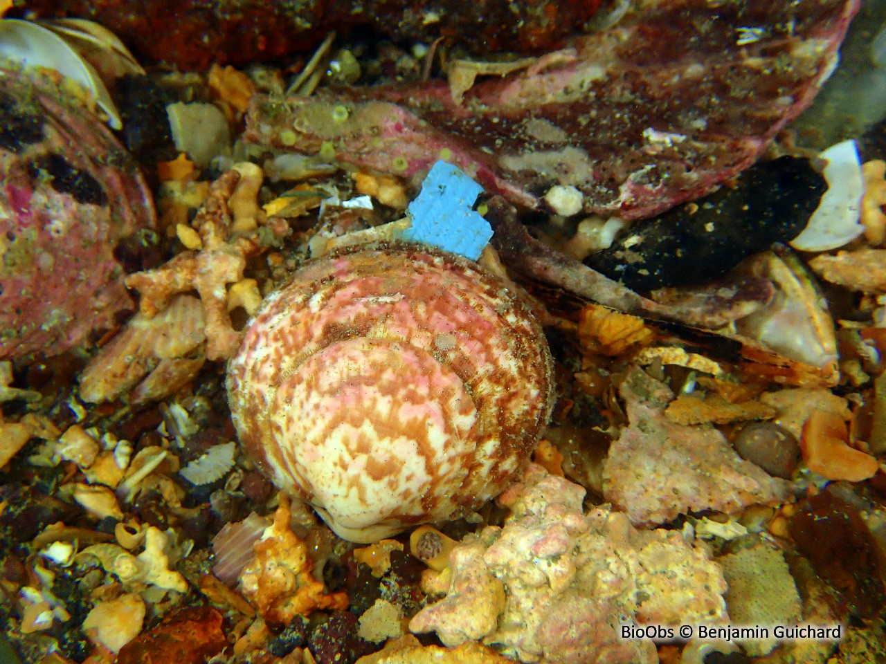 Amande de mer - Glycymeris glycymeris - Benjamin Guichard - BioObs