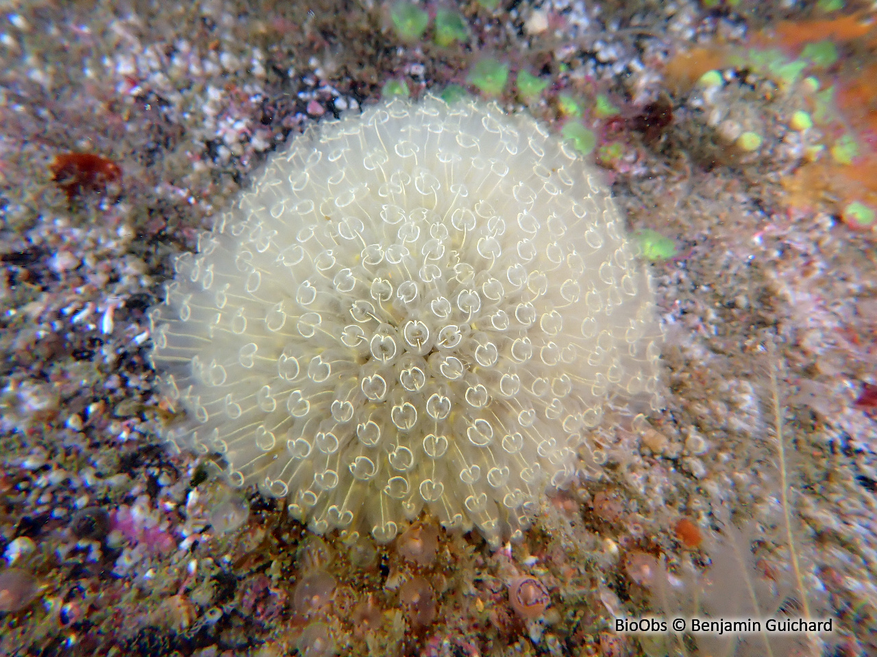 Diazone - Diazona violacea - Benjamin Guichard - BioObs