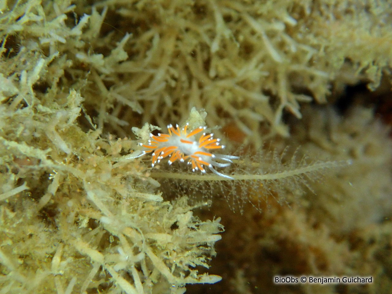 Flabelline gracile - Coryphella gracilis - Benjamin Guichard - BioObs