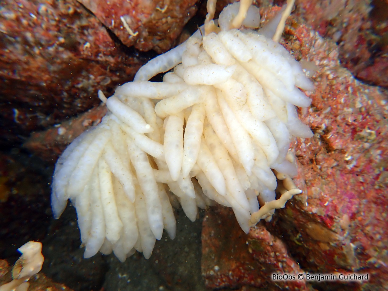 Calmar ponte - Loligo - Benjamin Guichard - BioObs