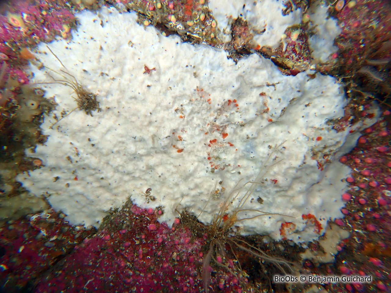 Eponge encroûtante blanche - Thymosia guernei - Benjamin Guichard - BioObs