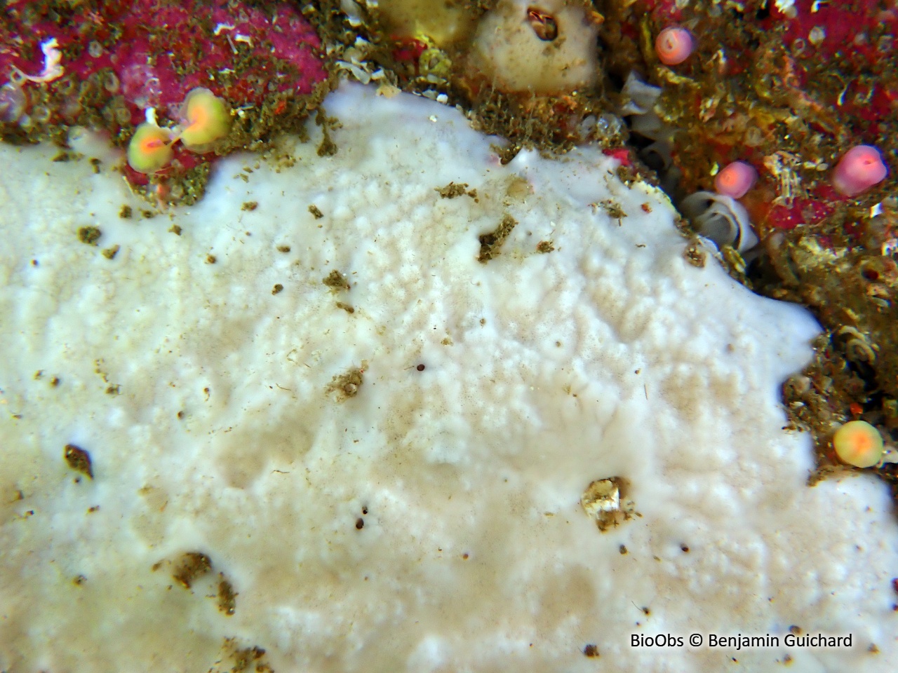 Eponge encroûtante blanche - Thymosia guernei - Benjamin Guichard - BioObs
