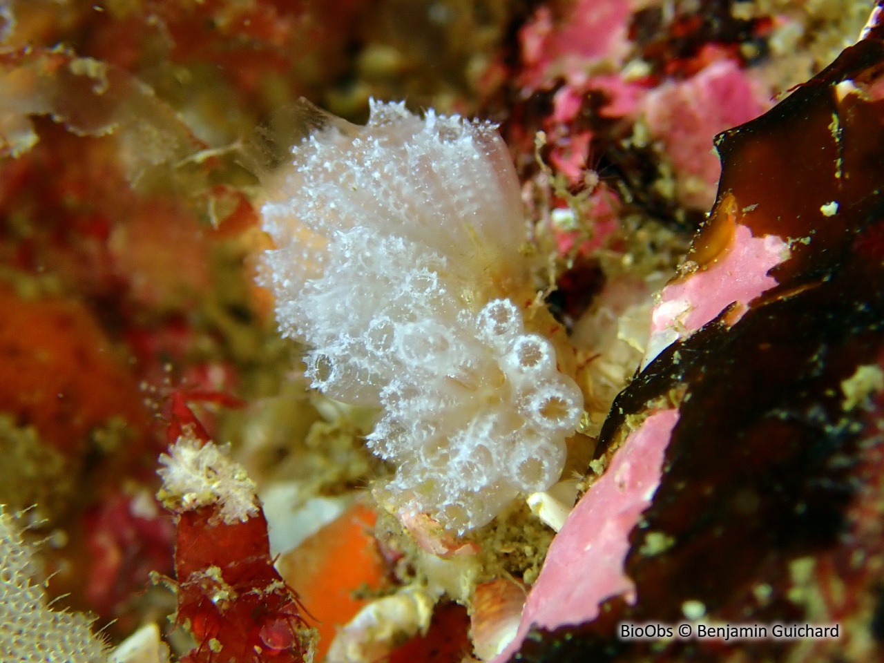 Ascidie coloniale pédonculée - Aplidium turbinatum - Benjamin Guichard - BioObs