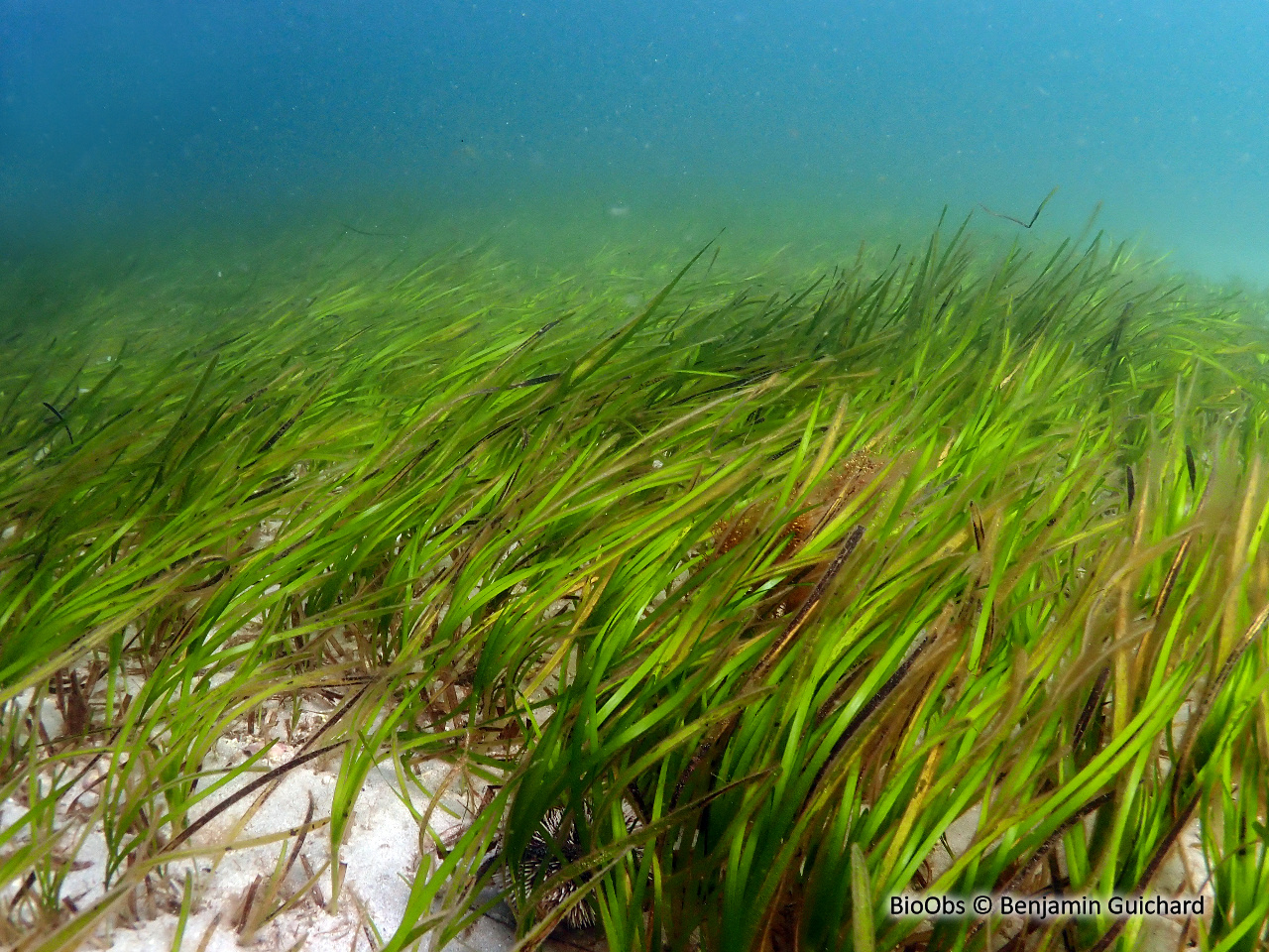Zostère marine - Zostera (Zostera) marina Zostère marine - Zostera (Zostera) marina