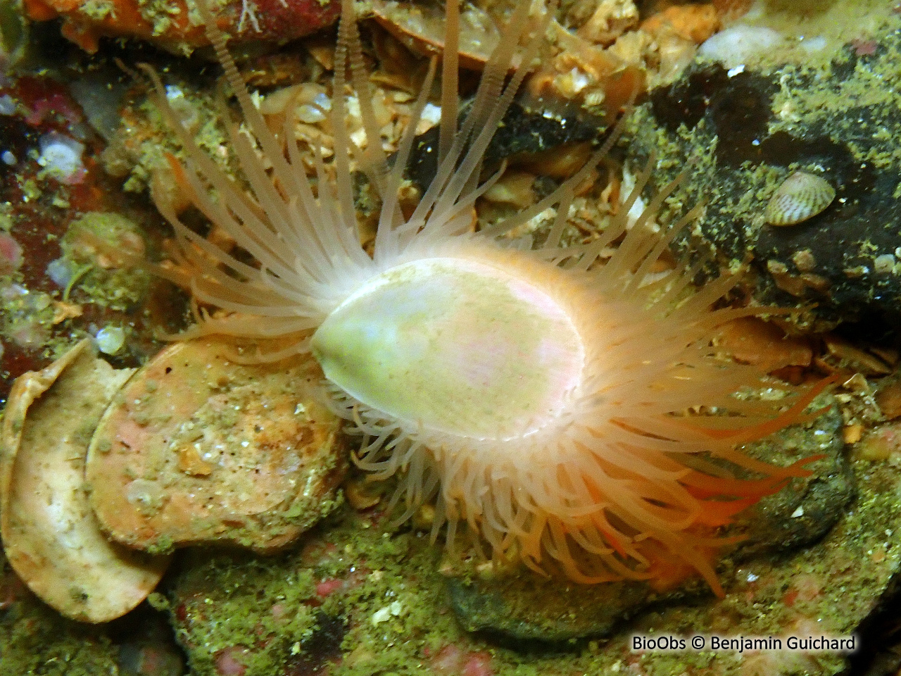 Lime bâillante - Limaria hians - Benjamin Guichard - BioObs