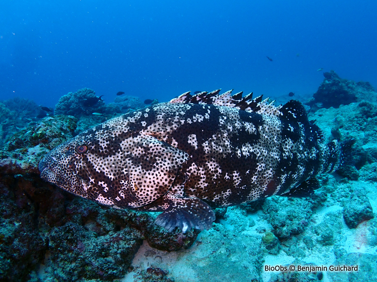 Mérou malabar - Epinephelus malabaricus - Benjamin Guichard - BioObs