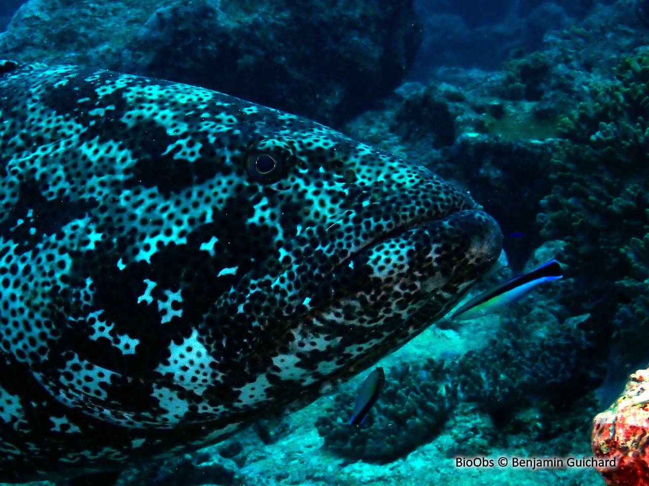 Mérou malabar - Epinephelus malabaricus - Benjamin Guichard - BioObs