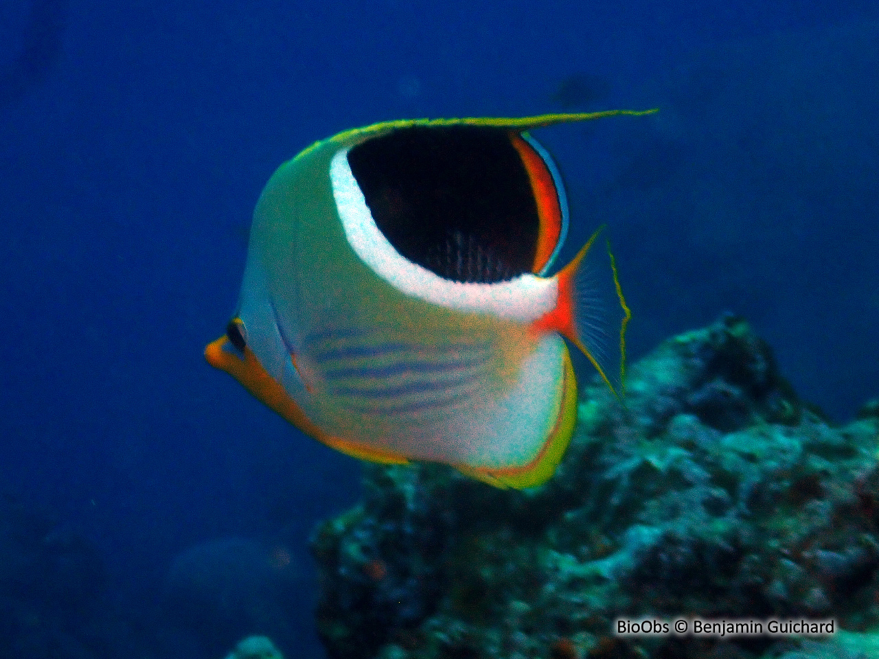 Poisson-papillon à selle noire - Chaetodon ephippium - Benjamin Guichard - BioObs