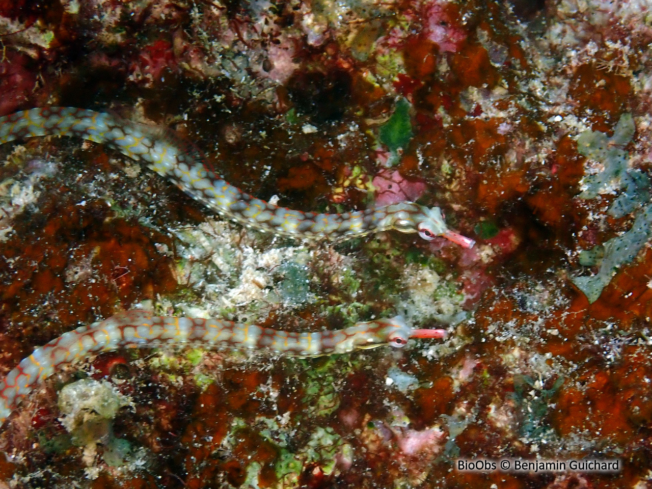 Syngnathe à réseaux - Corythoichthys flavofasciatus /conspicillatus - Benjamin Guichard - BioObs
