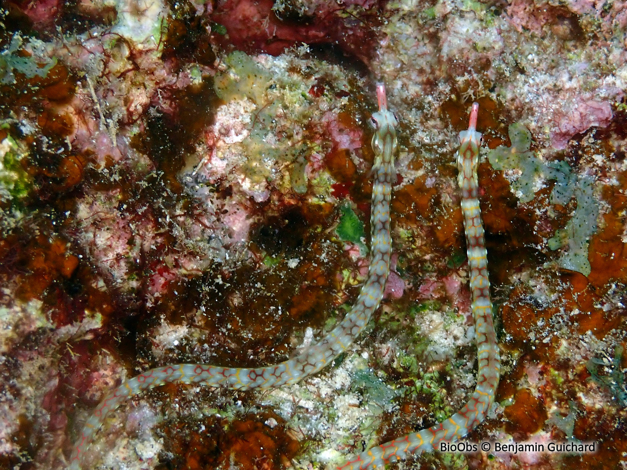 Syngnathe à réseaux du Pacifique - Corythoichthys conspicillatus - Benjamin Guichard - BioObs