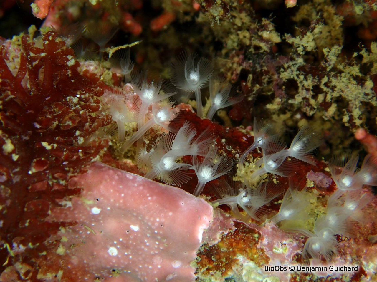 Petit phoronidien - Phoronis hippocrepia - Benjamin Guichard - BioObs