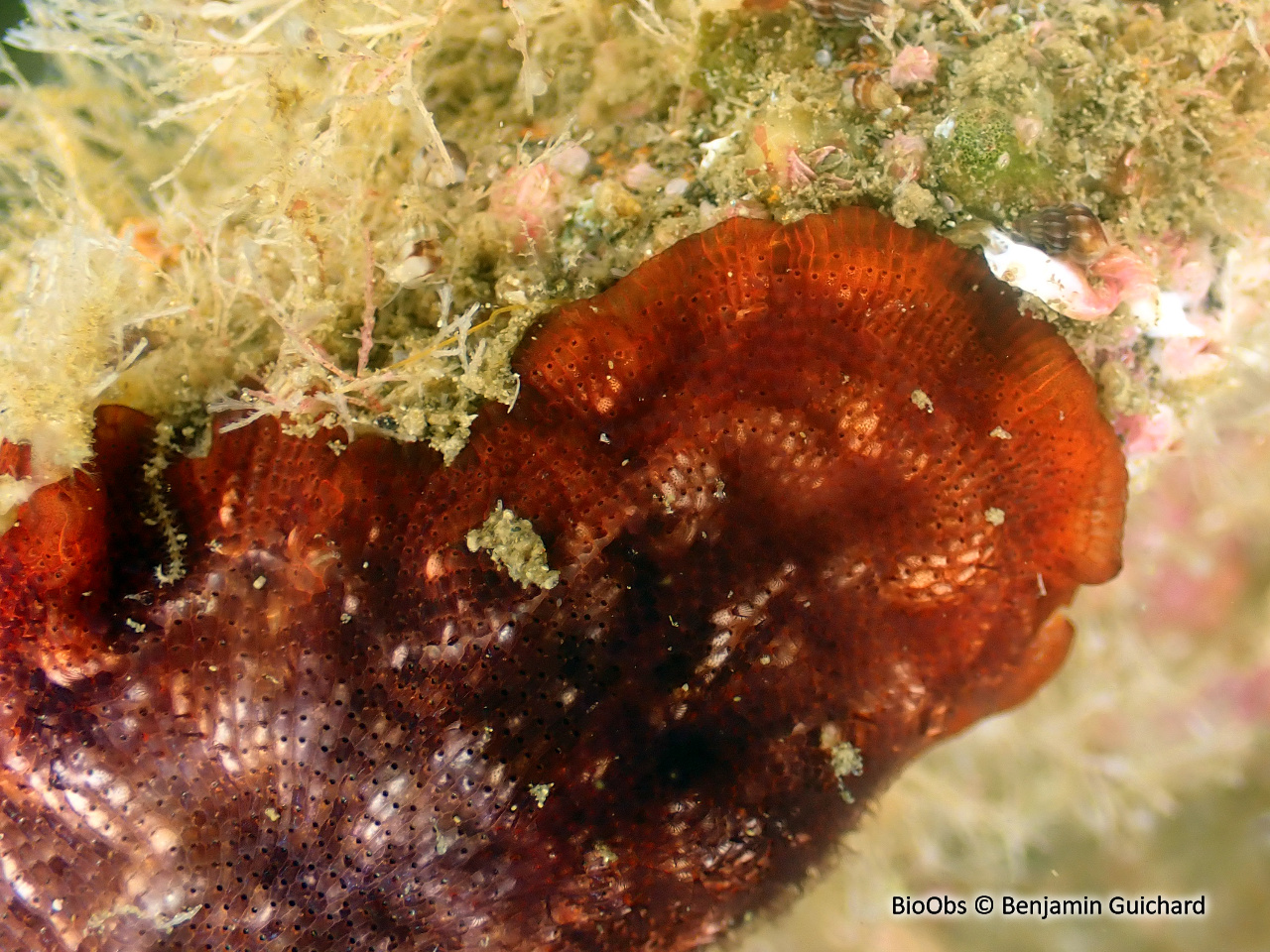 Bryozoaire rouge orange vif à points noirs - Watersipora subtorquata - Benjamin Guichard - BioObs