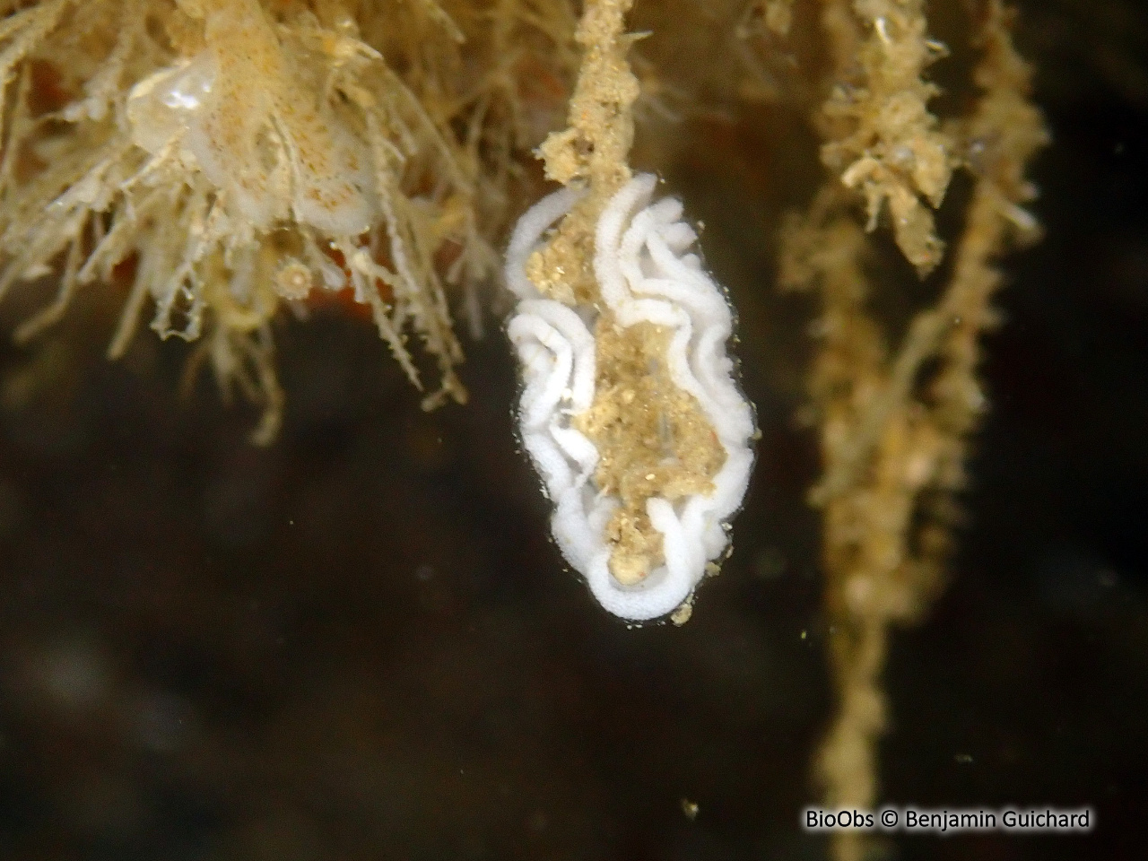 Flabelline gracile - Coryphella gracilis - Benjamin Guichard - BioObs