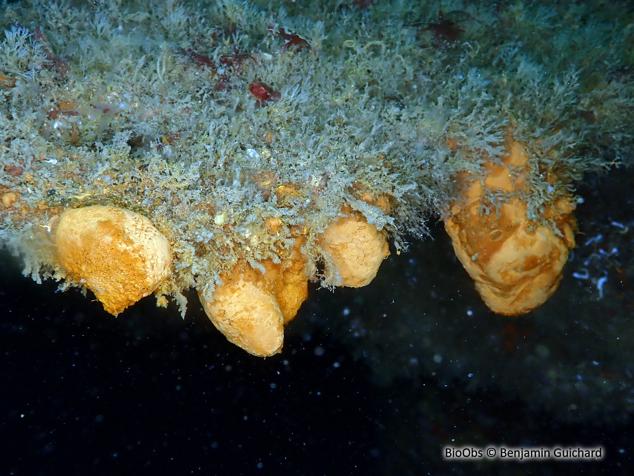 Halomonas du Titanic - Halomonas titanicae - Benjamin Guichard - BioObs