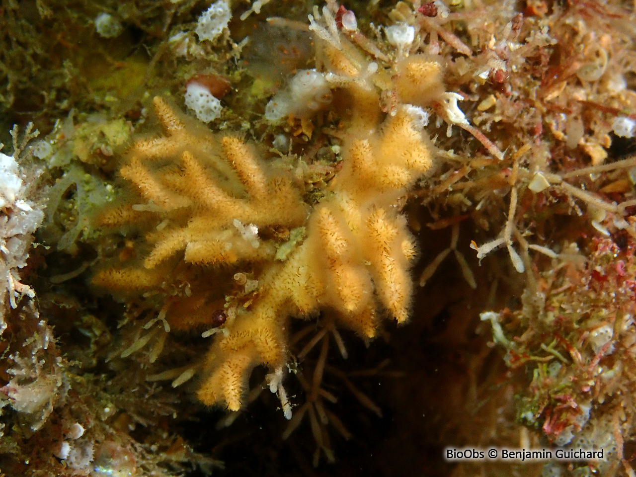 Petites cornes de cerf - Omalosecosa ramulosa - Benjamin Guichard - BioObs