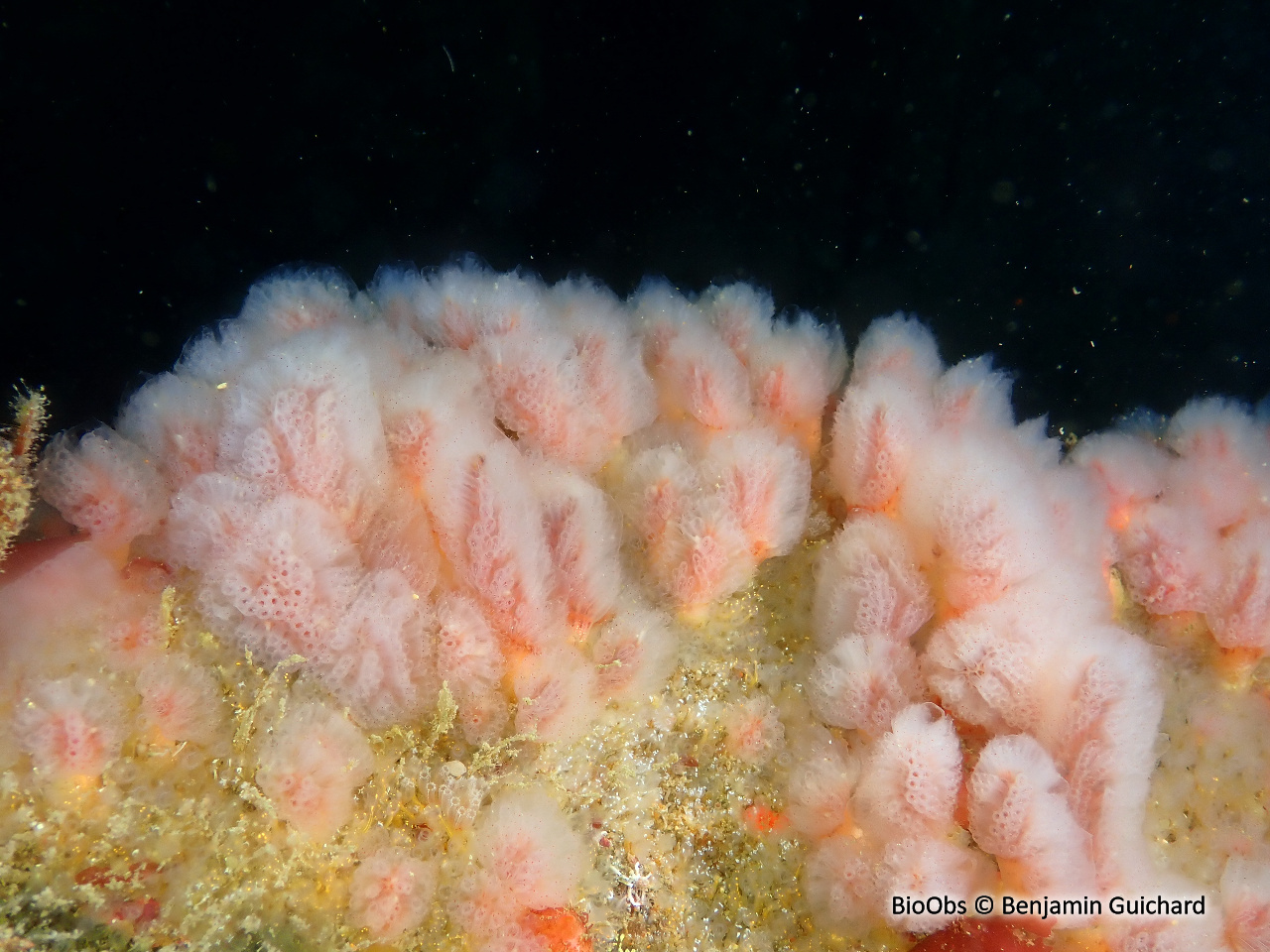 Flocon pédonculé rouge - Morchellium argus - Benjamin Guichard - BioObs