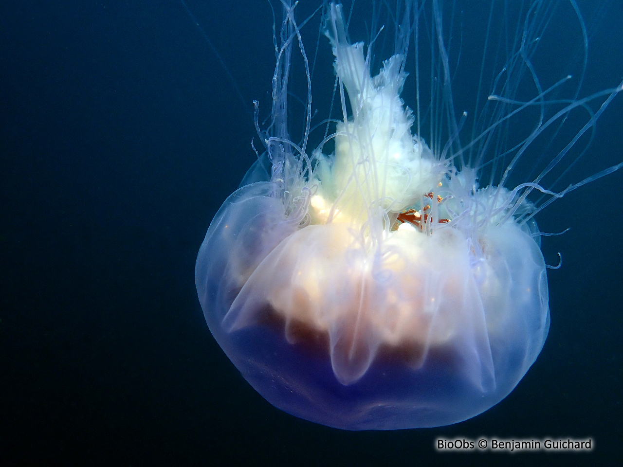 Cyanée de Lamarck - Cyanea lamarckii - Benjamin Guichard - BioObs