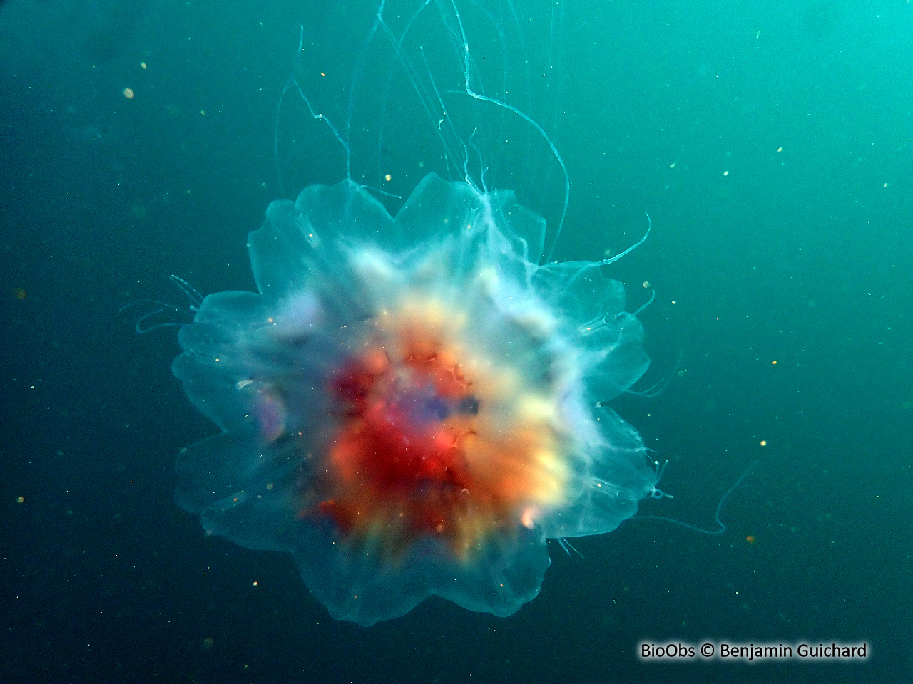 Cyanée de Lamarck - Cyanea lamarckii - Benjamin Guichard - BioObs