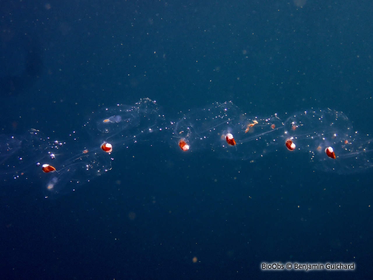 Salpe fusiforme - Salpa fusiformis - Benjamin Guichard - BioObs