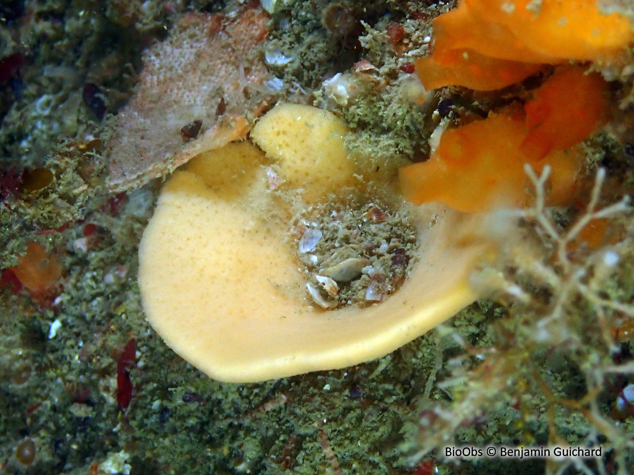 Axinelle entonnoir - Axinella infundibuliformis - Benjamin Guichard - BioObs