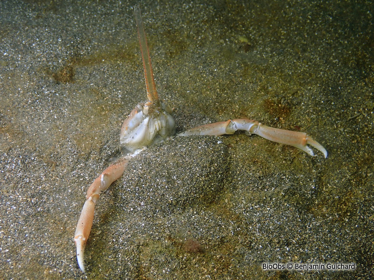 Crabe Coryste - Corystes cassivelaunus - Benjamin Guichard - BioObs