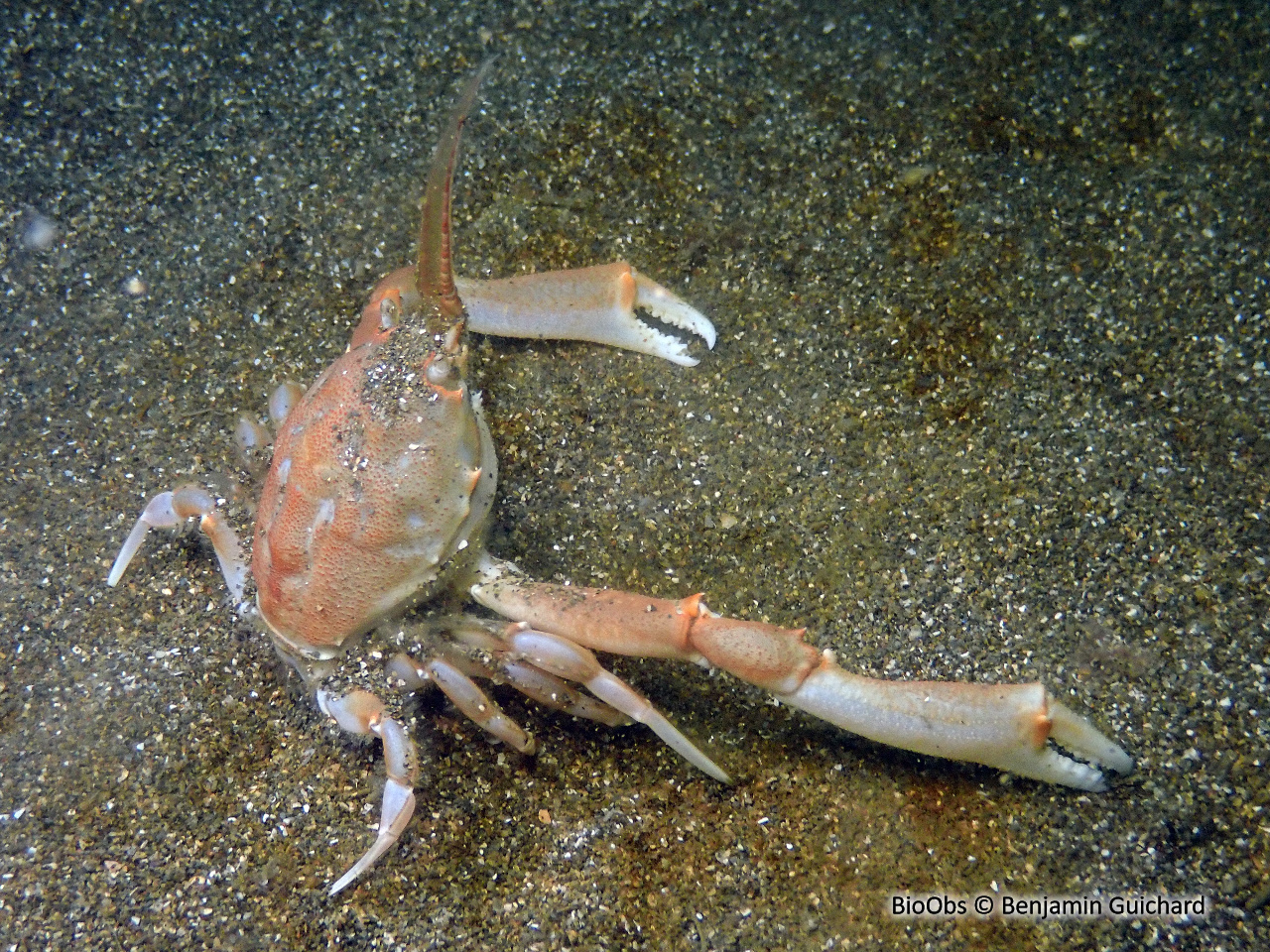 Crabe Coryste - Corystes cassivelaunus - Benjamin Guichard - BioObs