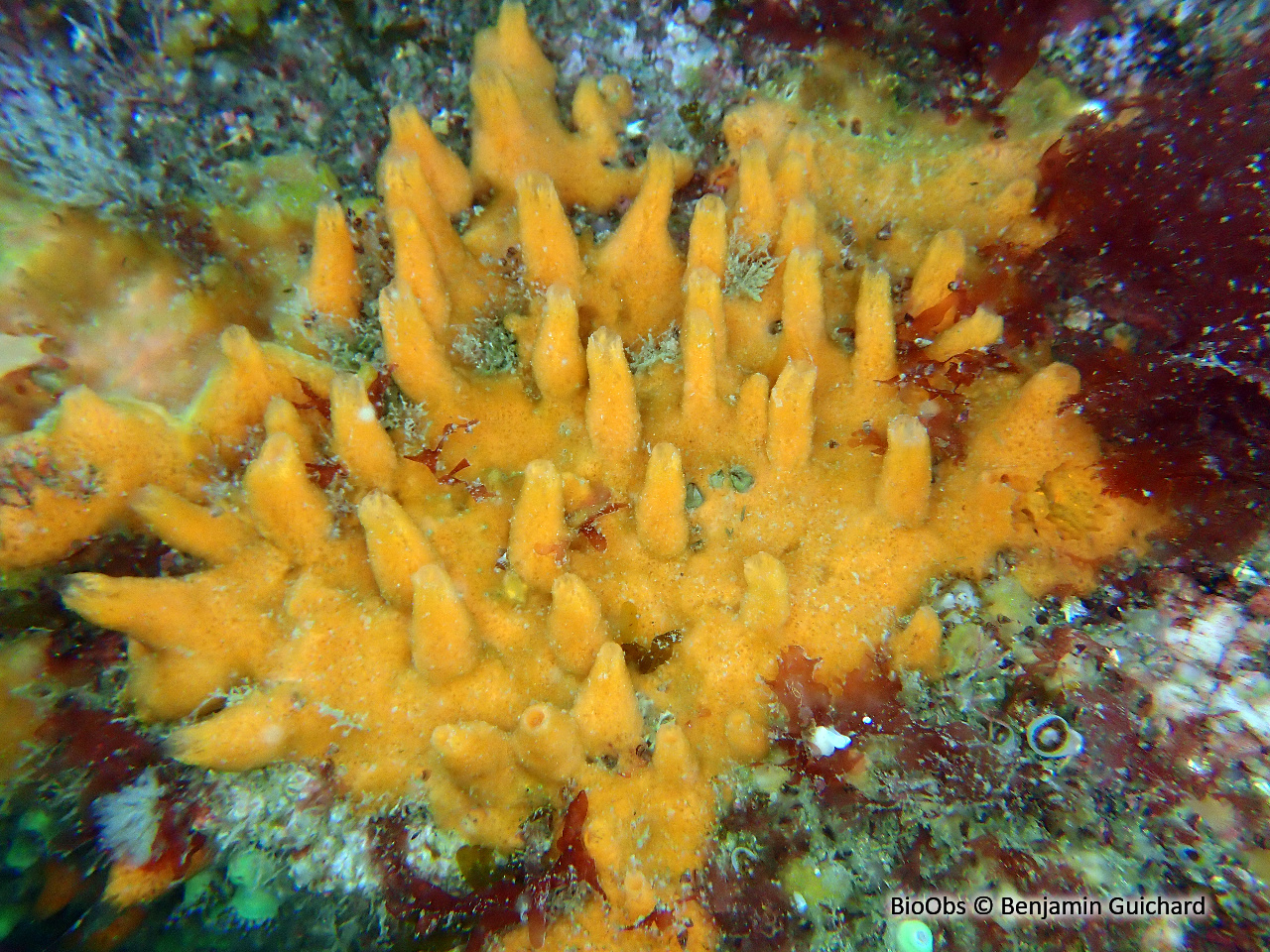 Eponge mousse de carotte - Amphilectus fucorum - Benjamin Guichard - BioObs