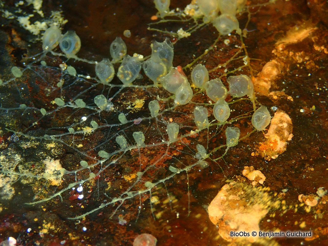 Pérophore - Perophora listeri - Benjamin Guichard - BioObs